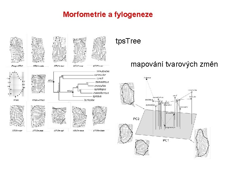 Morfometrie a fylogeneze tps. Tree mapování tvarových změn 