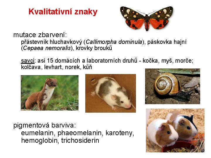 Kvalitativní znaky mutace zbarvení: přástevník hluchavkový (Callimorpha dominula), páskovka hajní (Cepaea nemoralis), krovky brouků