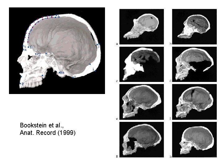 Bookstein et al. , Anat. Record (1999) 