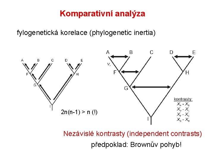 Komparativní analýza fylogenetická korelace (phylogenetic inertia) 2 n(n-1) > n (!) Nezávislé kontrasty (independent