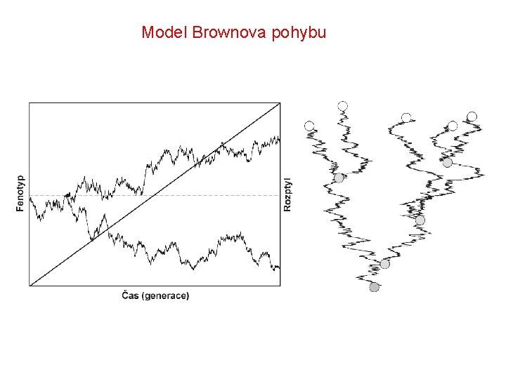 Model Brownova pohybu 