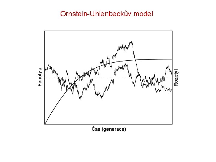 Ornstein-Uhlenbeckův model 