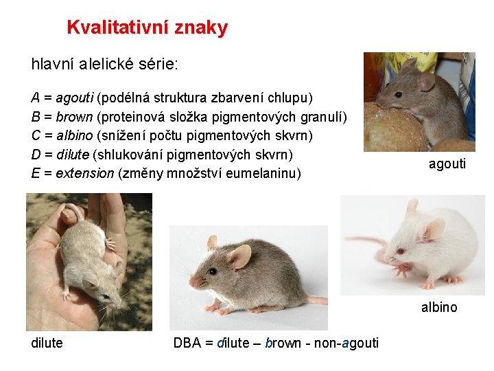 Kvalitativní znaky hlavní alelické série: A = agouti (podélná struktura zbarvení chlupu) B =