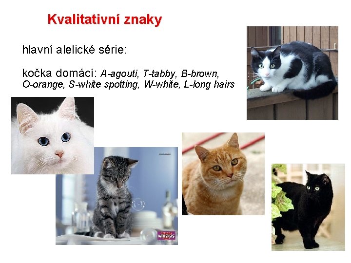 Kvalitativní znaky hlavní alelické série: kočka domácí: A-agouti, T-tabby, B-brown, O-orange, S-white spotting, W-white,
