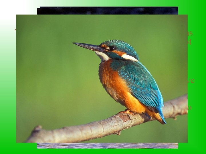 Common Kingfisher That bird is a little bigger than sparrow and has got unnaturally