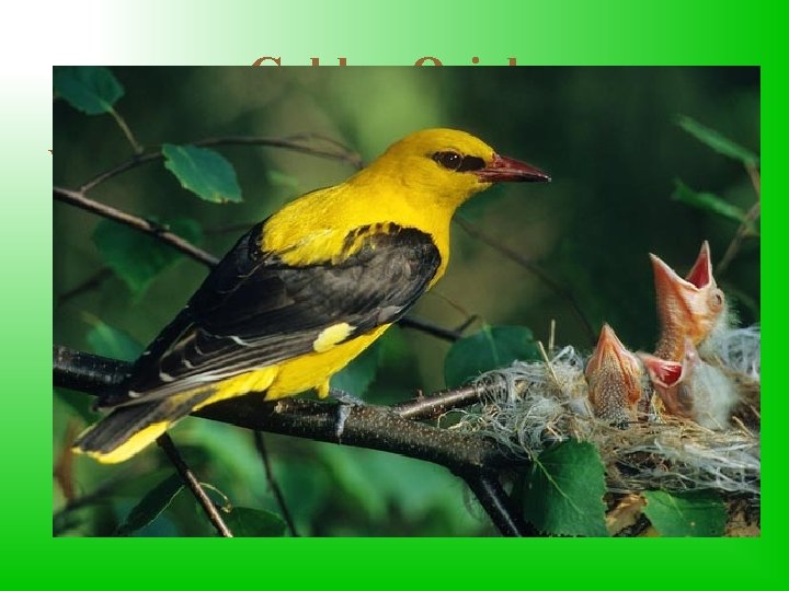 Golden Oriole Wilga is a small, protected yellow bird. It is over 20 cm