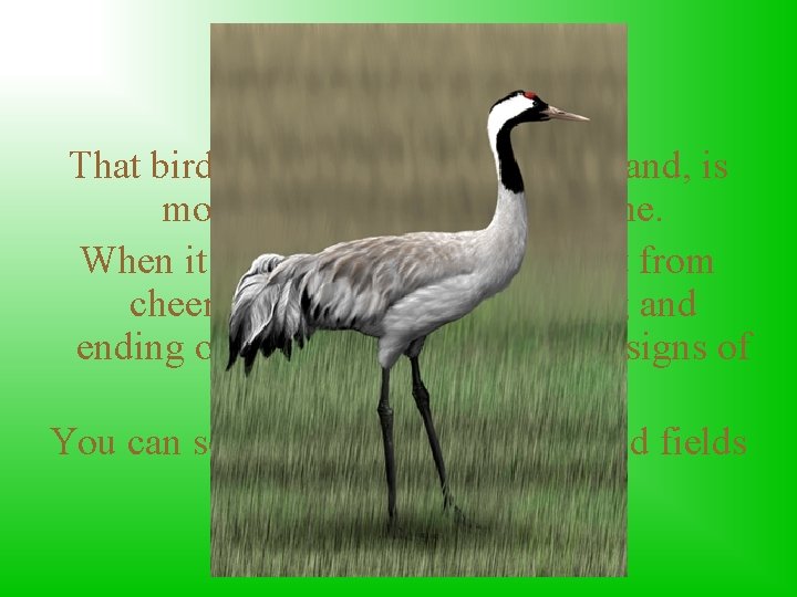 Common Crane That bird, which rarely lives in Poland, is mostly seen in emigration