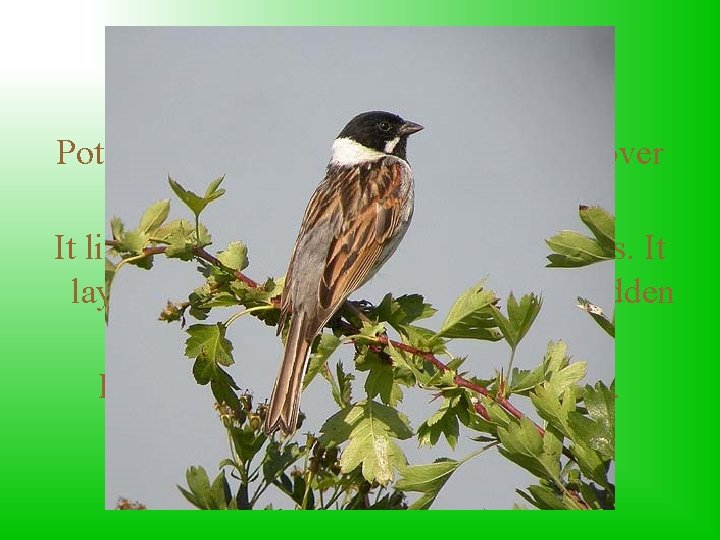 Reed Bunting Potrzos is a small protected bird. It is over 15 cm long.