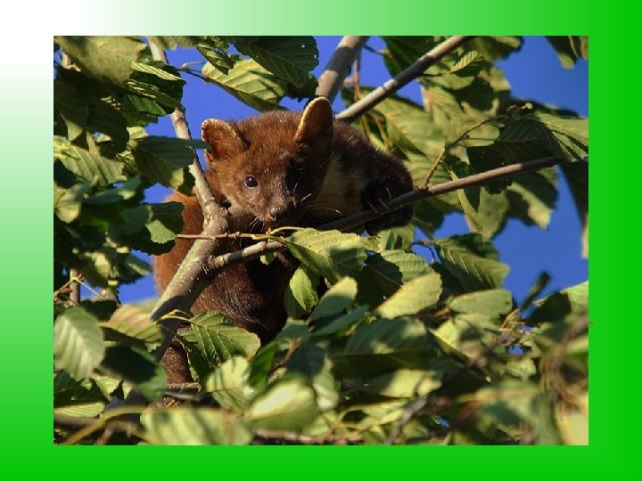 Forest marten Marten is a small mammal from weasel family. It has long, flexible