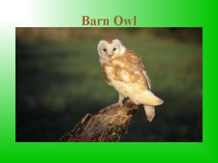 Barn Owl It is a bird from the order of owls which most often
