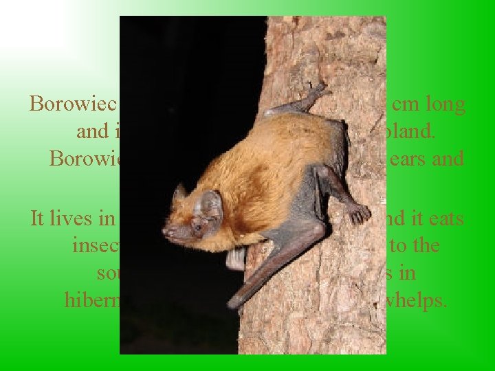 Common Noctule Borowiec is a protected bat. It is over 7 cm long and