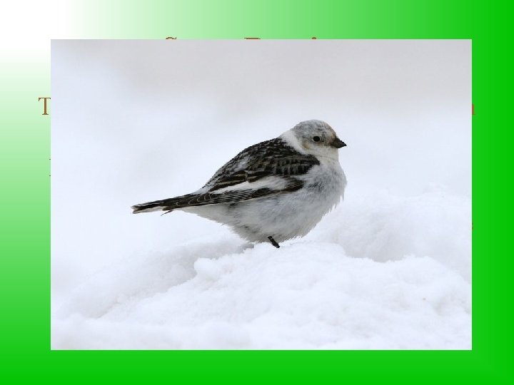 Snow Bunting This is a friendly, small sparrow bird, with black and white feathers.