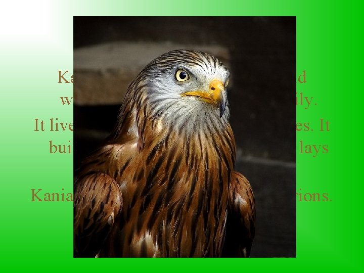 Red Kite Kania is a very rare, protected and wandering bird from hawks family.