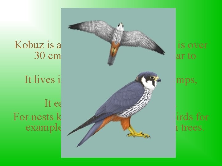 Eurasian Hobby Kobuz is a small protected falcon, it is over 30 cm long.