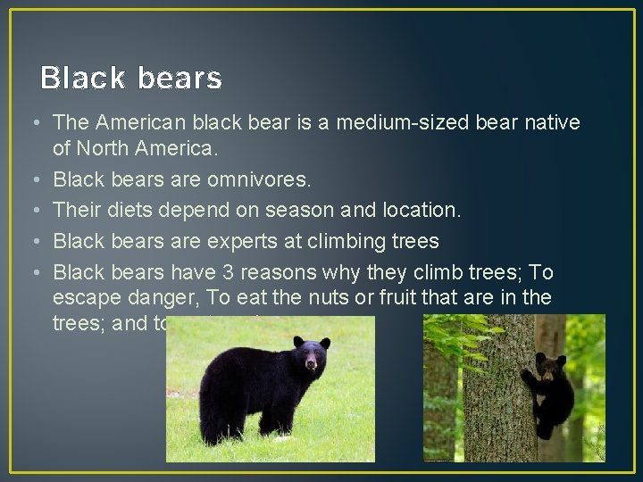 Black bears • The American black bear is a medium-sized bear native of North