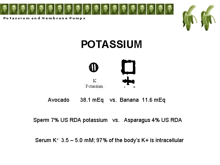 Potassium and Membrane Pumps POTASSIUM Avocado 38. 1 m. Eq vs. Banana 11. 6