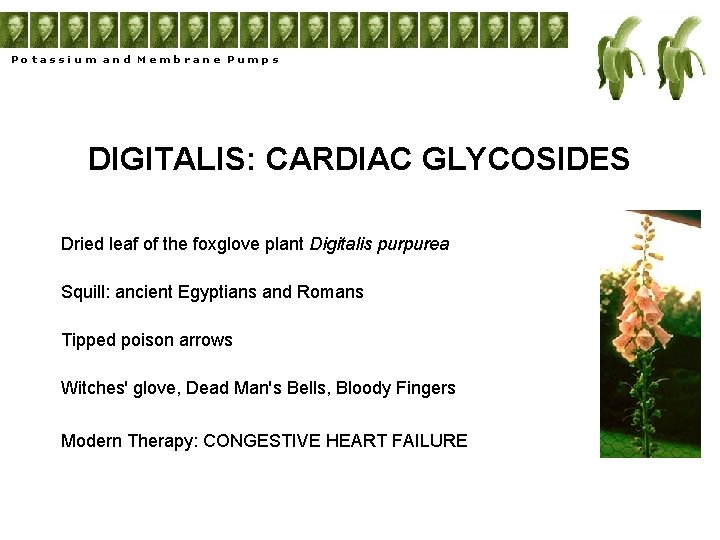 Potassium and Membrane Pumps DIGITALIS: CARDIAC GLYCOSIDES Dried leaf of the foxglove plant Digitalis