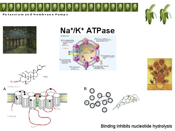 Potassium and Membrane Pumps Na+/K+ ATPase A Binding inhibits nucleotide hydrolysis 