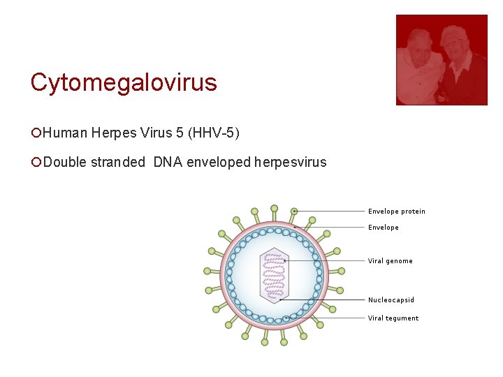 Cytomegalovirus ¡Human Herpes Virus 5 (HHV-5) ¡Double stranded DNA enveloped herpesvirus 