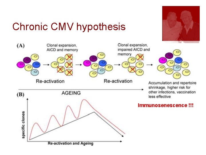 Chronic CMV hypothesis Immunosenescence !!! 