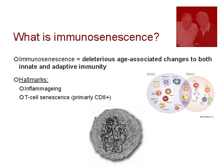 What is immunosenescence? ¡Immunosenescence = deleterious age-associated changes to both innate and adaptive immunity