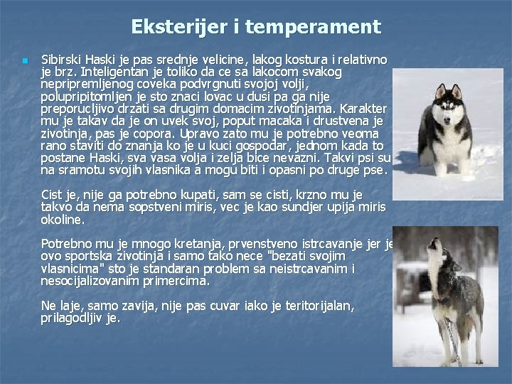 Eksterijer i temperament n Sibirski Haski je pas srednje velicine, lakog kostura i relativno