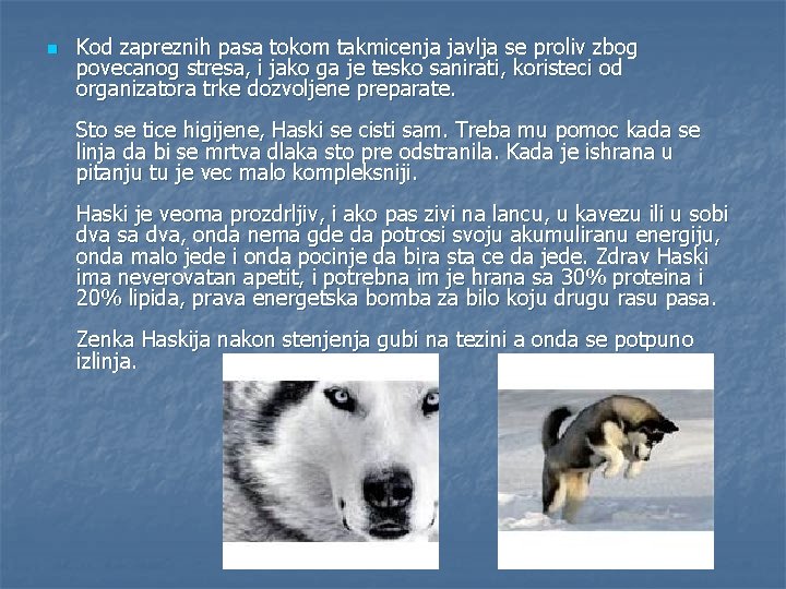 n Kod zapreznih pasa tokom takmicenja javlja se proliv zbog povecanog stresa, i jako