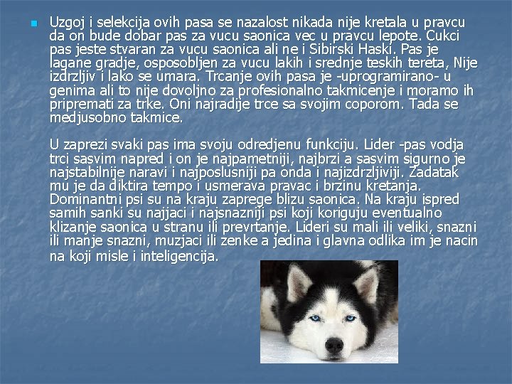 n Uzgoj i selekcija ovih pasa se nazalost nikada nije kretala u pravcu da