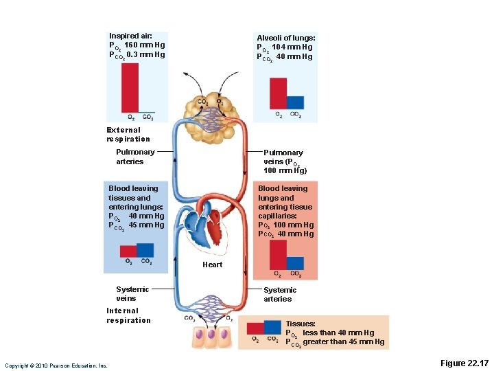 Inspired air: PO 2 160 mm Hg PCO 0. 3 mm Hg Alveoli of