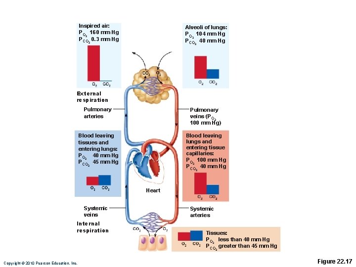 Inspired air: PO 2 160 mm Hg PCO 0. 3 mm Hg Alveoli of