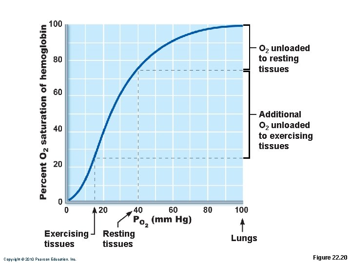 O 2 unloaded to resting tissues Additional O 2 unloaded to exercising tissues Exercising