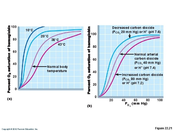 Decreased carbon dioxide (PCO 2 20 mm Hg) or H+ (p. H 7. 6)