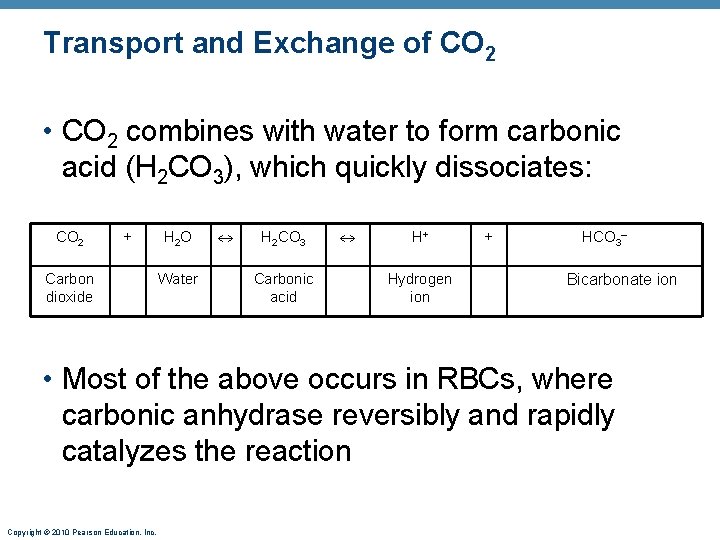 Transport and Exchange of CO 2 • CO 2 combines with water to form