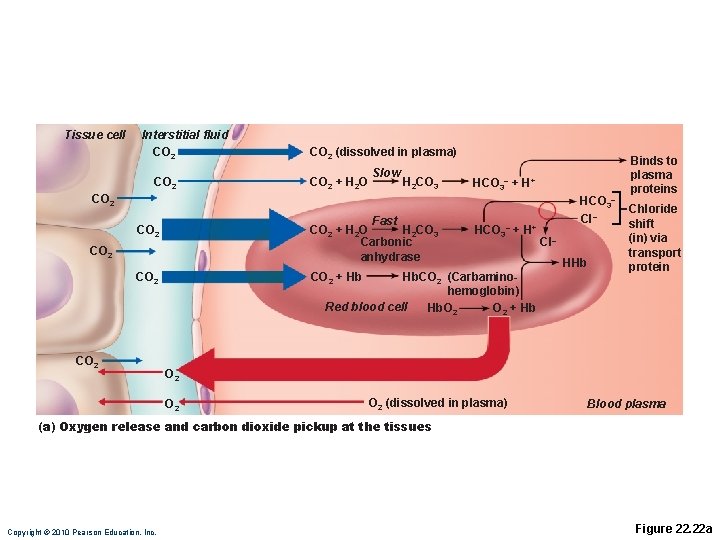 Tissue cell Interstitial fluid CO 2 (dissolved in plasma) CO 2 + H 2