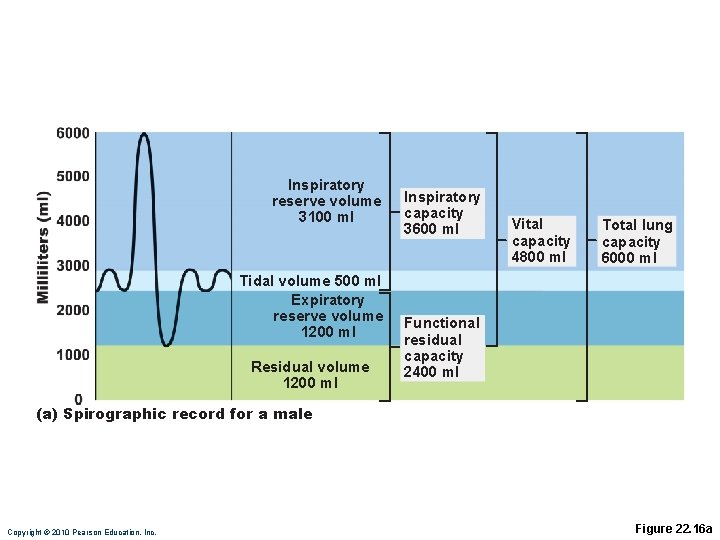 Inspiratory reserve volume 3100 ml Tidal volume 500 ml Expiratory reserve volume 1200 ml