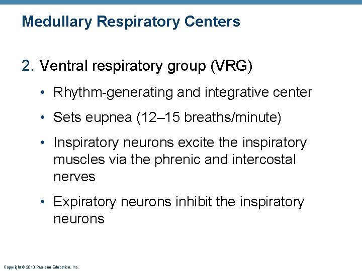 Medullary Respiratory Centers 2. Ventral respiratory group (VRG) • Rhythm-generating and integrative center •