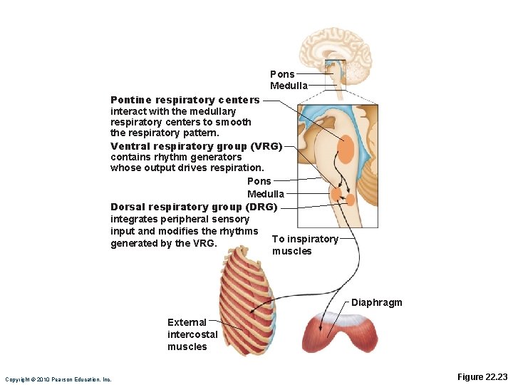 Pons Medulla Pontine respiratory centers interact with the medullary respiratory centers to smooth the