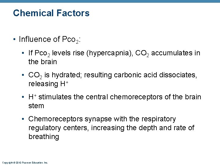 Chemical Factors • Influence of Pco 2: • If Pco 2 levels rise (hypercapnia),