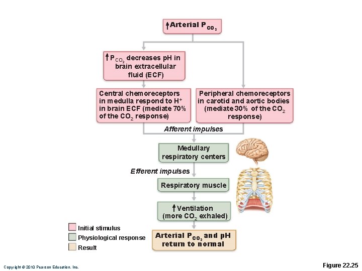 Arterial PCO 2 decreases p. H in brain extracellular fluid (ECF) Central chemoreceptors in