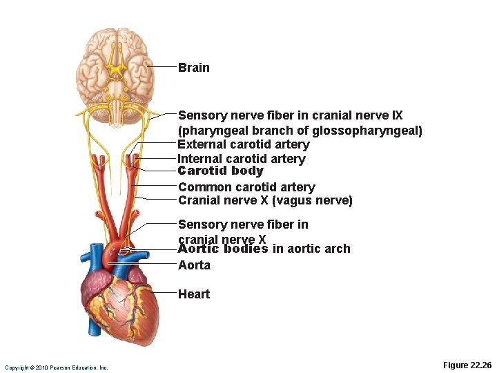 Brain Sensory nerve fiber in cranial nerve IX (pharyngeal branch of glossopharyngeal) External carotid