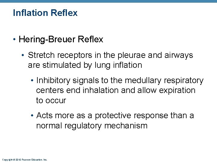 Inflation Reflex • Hering-Breuer Reflex • Stretch receptors in the pleurae and airways are