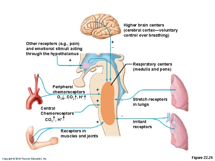 Higher brain centers (cerebral cortex—voluntary control over breathing) + – Other receptors (e. g.
