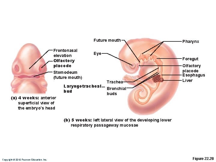 Future mouth Frontonasal elevation Olfactory placode Eye Foregut Stomodeum (future mouth) Laryngotracheal bud (a)