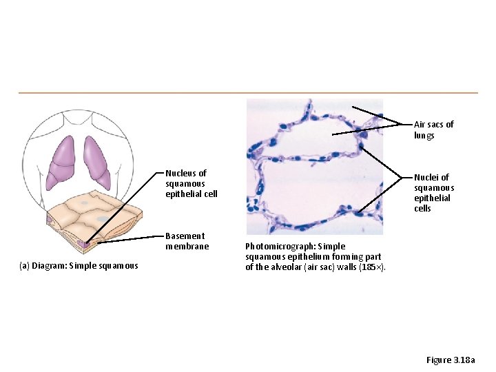 Air sacs of lungs Nucleus of squamous epithelial cell Basement membrane (a) Diagram: Simple
