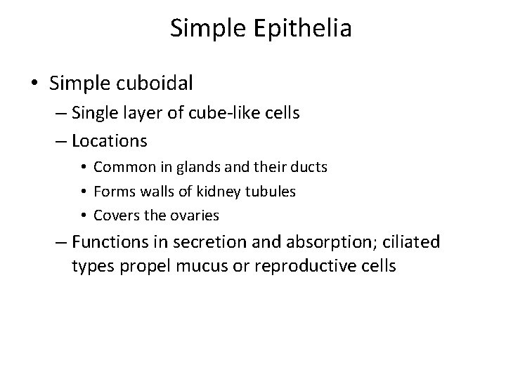 Simple Epithelia • Simple cuboidal – Single layer of cube-like cells – Locations •