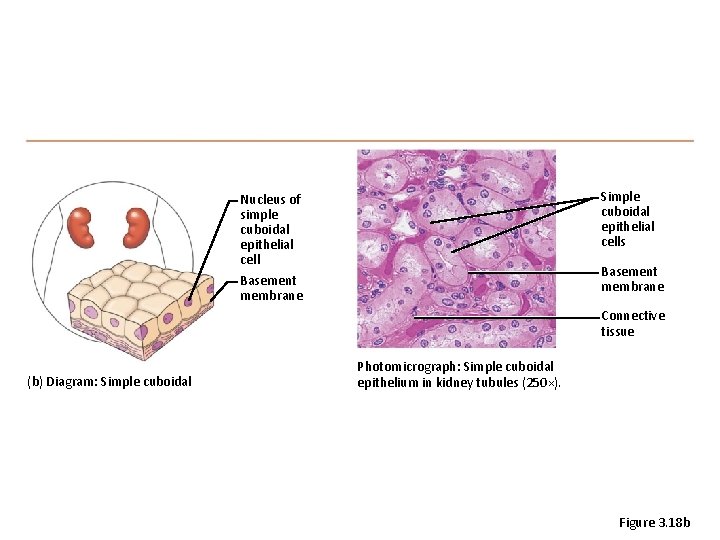 Simple cuboidal epithelial cells Nucleus of simple cuboidal epithelial cell Basement membrane Connective tissue