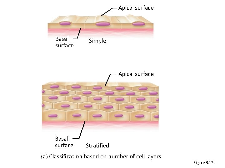 Apical surface Basal surface Simple Apical surface Basal surface Stratified (a) Classification based on