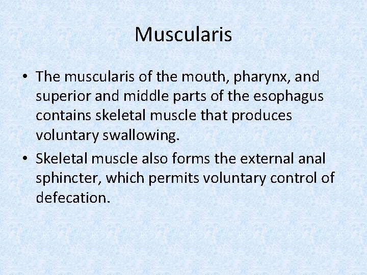 Muscularis • The muscularis of the mouth, pharynx, and superior and middle parts of