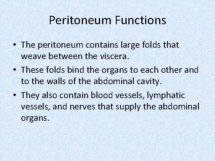 Peritoneum Functions • The peritoneum contains large folds that weave between the viscera. •