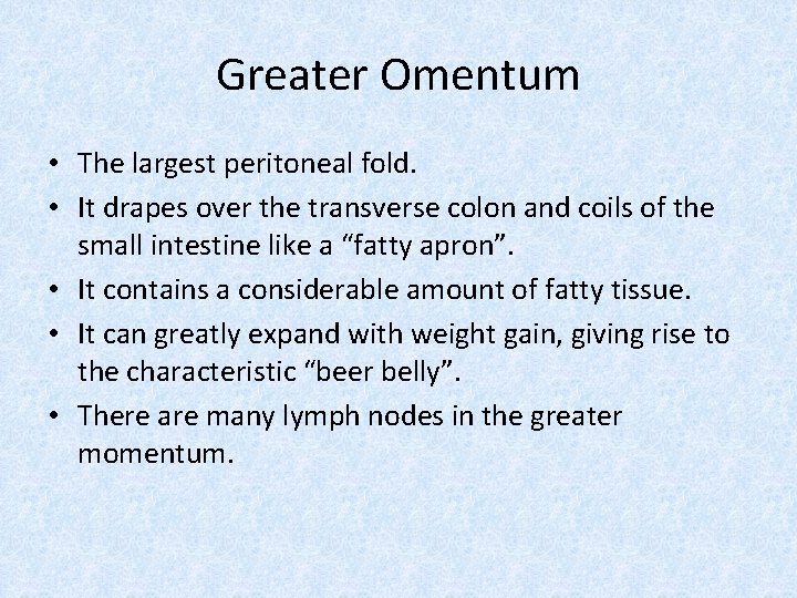 Greater Omentum • The largest peritoneal fold. • It drapes over the transverse colon